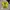 Jersey Dortmund Home Kit
