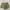army colored short denim jeans photo 2