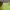 Pomelo Neon Green Top  photo 2