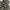 Oakley Parka Army  photo 2