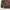 thisisneverthat Casual Sweatshirt Pria brown photo 4