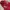 Wacko Maria Parka Jacket Red M65 photo 5