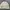 Casual Polo shirt Pria tan cream photo 4
