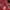 U.S. POLO ASSN BIG LOGO MAROON photo 3