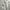 Bossini Casual Wanita khaki gray photo 5
