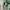 Minimalist Crop top Wanita white green photo 5