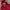 Puma Gorpcore Sportswear Windbreaker Pria Red