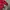 Puma Gorpcore Sportswear Windbreaker Pria red photo 3