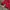 Puma Gorpcore Sportswear Windbreaker Pria red photo 4
