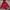 Puma Gorpcore Sportswear Windbreaker Pria red photo 1