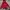 Puma Gorpcore Sportswear Windbreaker Pria Red