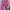 Celana pendek wanita pink  photo 4