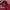 Adidas Streetwear Sportswear Jersey Pria white red photo 2