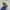Adidas Forum Low Strap Cinder Original Rare photo 1