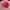 Sb pink .  photo 2