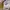 Baju Atasan Crop Ungu Perempuan New Zara look alike photo 3