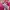 Juicy couture short sleeve hoodie photo 5