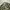 US Army Uniform (BDU) photo 2