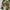 US Army Uniform (BDU) photo 4