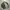 US Army Uniform (BDU) photo 3