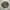 US Army Uniform (BDU) photo 1