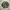 US Army Uniform (BDU)