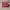 Luxury Wanita burgundy red photo 2