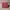 Luxury Wanita Burgundy Red