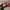 Luxury Wanita burgundy red photo 6