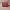 Luxury Wanita burgundy red photo 1