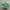Vans Authentic Classic Bright Green White Original photo 1