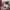 Blue Elephant Sunglasses Early S Black photo 6