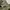 Avirex Military Pants photo 5