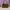 Tory Burch - Lee Radziwill Petite Satchel 