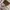 Tory Burch - lee radziwill petite satchel  photo 3
