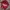 Red Chilli Ropehat  photo 8