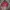 Red Chilli Ropehat  photo 6
