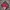 Red Chilli Ropehat  photo 4