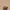 OSOI Pecan Mini Brot Choco Brown Shoulder Bag