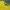 Nike Vintage Sportswear Jersey Pria green yellow photo 2