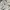 Adidas Halfzip White (3A- 49 ) photo 3