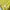 Sportswear Windbreaker Pria yellow navy photo 4