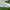 Nike Blazer SB  photo 1