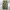 Cargo Pants Realtree