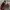 Adidas x Yohji Yamamoto Y-3 gazelle Shadow red photo 2