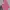 asir g-pop Pink Jeans photo 1