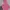 Asir G-pop Pink Jeans