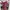Asir G-pop Pink Jeans
