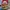 BNS HYPE PLUSH MR. PA candys photo 3