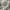 Yoshiyuki konishi x nyarome moretsu ataro anima rare item photo 7